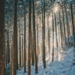 ¿Cuál es la mejor época para viajar a Japón?