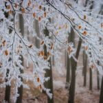 El bosque más mágico del País Vasco: hayas centenarias en un parque natural de 20 016 hectáreas