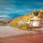 Piscinas naturales en la comarca de La Vera: descubre las mejores opciones
